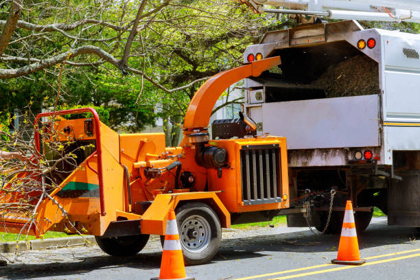 Trusted Junction, TX Tree Removal and Landscaping Services Experts